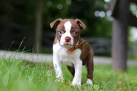 Champ, a male Boston Terrier for sale in Apple Creek, OH – 2 of 6