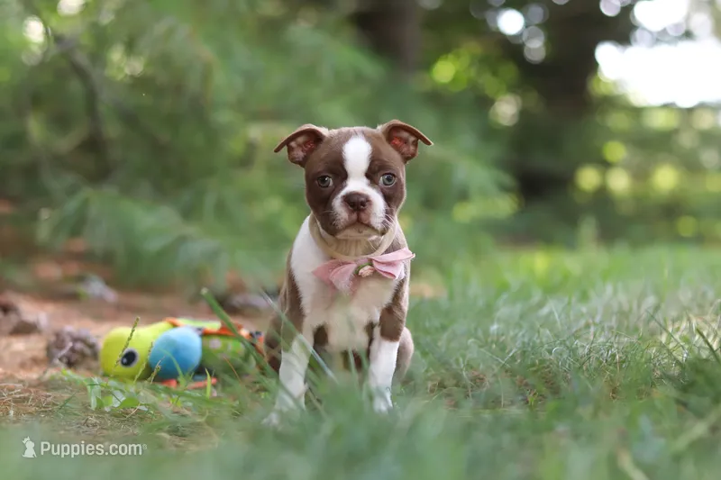 Precious – Boston Terrier puppy for sale in Apple Creek, OH
