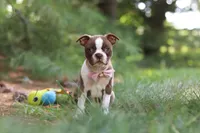 Precious, a female Boston Terrier for sale in Apple Creek, OH – 1 of 7