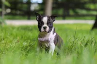 Delilah, a female Boston Terrier for sale in Apple Creek, OH – 6 of 8