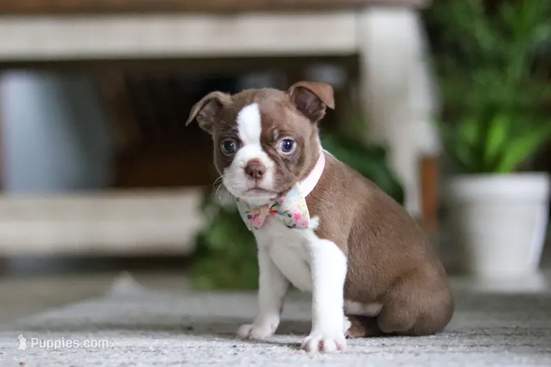 Ariana – Boston Terrier puppy for sale in Apple Creek, OH