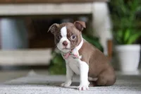 Ariana, a female Boston Terrier for sale in Apple Creek, OH – 1 of 6