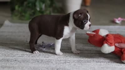Sofia, a female Boston Terrier for sale in Apple Creek, OH – 7 of 7