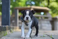 Kevin, a male Boston Terrier for sale in Apple Creek, OH – 5 of 7