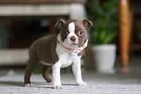 Ariana, a female Boston Terrier for sale in Apple Creek, OH – 2 of 6
