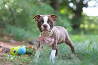 Precious, a female Boston Terrier for sale in Apple Creek, OH – 2 of 7