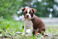 Missy, a female Boston Terrier for sale in Apple Creek, OH – 7 of 8