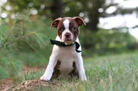 Champ, a male Boston Terrier for sale in Apple Creek, OH – 2 of 10