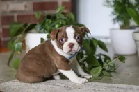 Kian, a male Boston Terrier for sale in Apple Creek, OH – 5 of 6