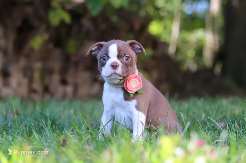 Ariana – Boston Terrier puppy for sale in Apple Creek, OH