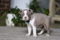 Riley, a male Boston Terrier for sale in Apple Creek, OH – 5 of 6