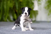 processed/b47c6668-ff37-4b9d-b604-830445638ef9/listing/917f3f7a-c392-4c17-a124-13d35c50dce8/8825eabc-8257-4ba6-a269-41f294dd835e