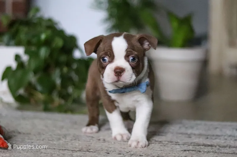 Kian – Boston Terrier puppy for sale in Apple Creek, OH