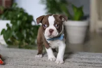 Kian, a male Boston Terrier for sale in Apple Creek, OH – 1 of 6