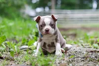 Blake, a male Boston Terrier for sale in Apple Creek, OH – 4 of 8