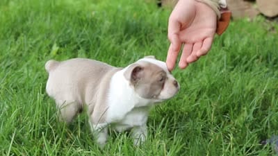 Koda, a male Boston Terrier for sale in Apple Creek, OH – 7 of 7