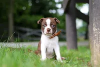 Champ, a male Boston Terrier for sale in Apple Creek, OH – 1 of 6
