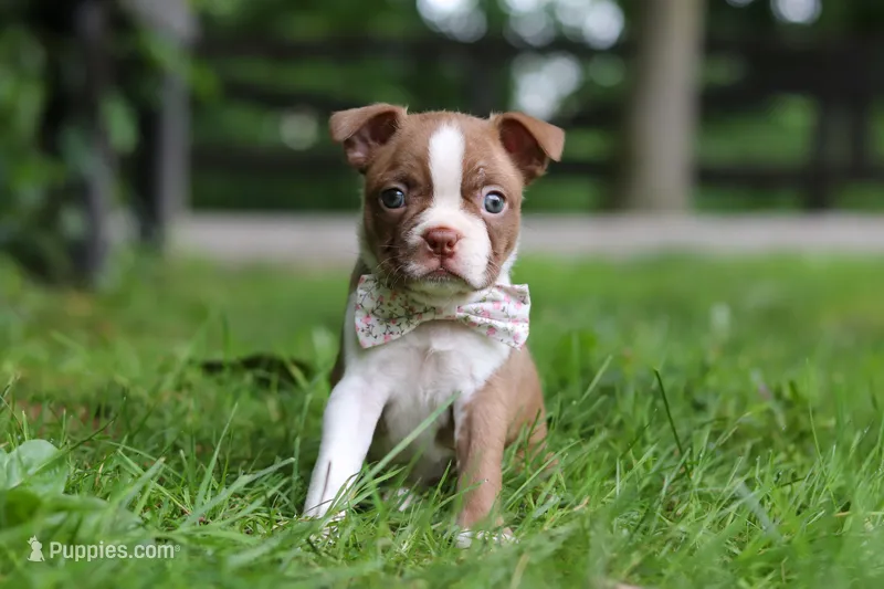 Gracie – Boston Terrier puppy for sale in Apple Creek, OH