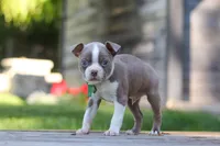 Austin, a male Boston Terrier for sale in Apple Creek, OH – 2 of 6