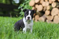 Nash, a male Boston Terrier for sale in Apple Creek, OH – 8 of 10