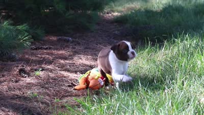 Ivy, a female Boston Terrier for sale in Apple Creek, OH – 8 of 8