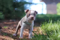 Ian, a male Boston Terrier for sale in Apple Creek, OH – 4 of 7