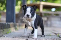 Julia, a female Boston Terrier for sale in Apple Creek, OH – 4 of 7