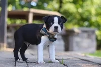 Kevin, a male Boston Terrier for sale in Apple Creek, OH – 4 of 7