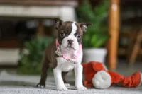 Layla, a female Boston Terrier for sale in Apple Creek, OH – 5 of 7