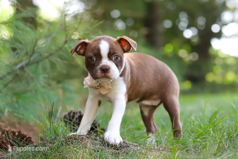 Cupcake – Boston Terrier puppy for sale in Apple Creek, OH