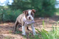 Piper, a female Boston Terrier for sale in Apple Creek, OH – 3 of 6