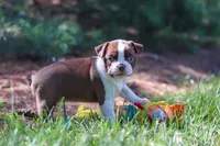 Ivy, a female Boston Terrier for sale in Apple Creek, OH – 7 of 8