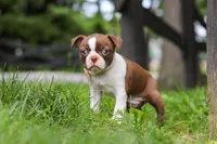 Sunny, a female Boston Terrier for sale in Apple Creek, OH – 3 of 6