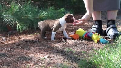 Piper, a female Boston Terrier for sale in Apple Creek, OH – 6 of 6