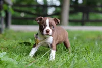 Jewel, a female Boston Terrier for sale in Apple Creek, OH – 7 of 9