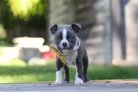 Russell, a male Boston Terrier for sale in Apple Creek, OH – 2 of 7