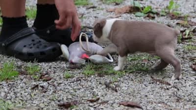 Blake, a male Boston Terrier for sale in Apple Creek, OH – 8 of 8