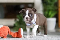 Sofia, a female Boston Terrier for sale in Apple Creek, OH – 6 of 7