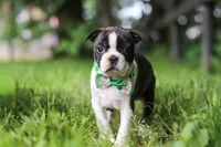 Meadow, a female Boston Terrier for sale in Apple Creek, OH – 5 of 8