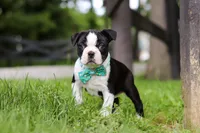 Atlas, a male Boston Terrier for sale in Apple Creek, OH – 5 of 7