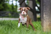 Ember, a female Boston Terrier for sale in Apple Creek, OH – 4 of 8