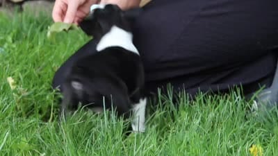 Nash, a male Boston Terrier for sale in Apple Creek, OH – 10 of 10