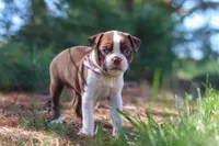 Ivy, a female Boston Terrier for sale in Apple Creek, OH – 3 of 8