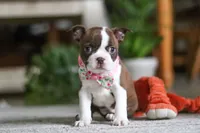 Layla, a female Boston Terrier for sale in Apple Creek, OH – 4 of 7