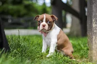Fern, a female Boston Terrier for sale in Apple Creek, OH – 4 of 7