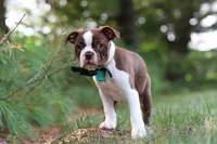 Champ, a male Boston Terrier for sale in Apple Creek, OH – 4 of 10