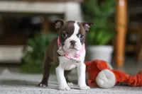 Layla, a female Boston Terrier for sale in Apple Creek, OH – 3 of 7