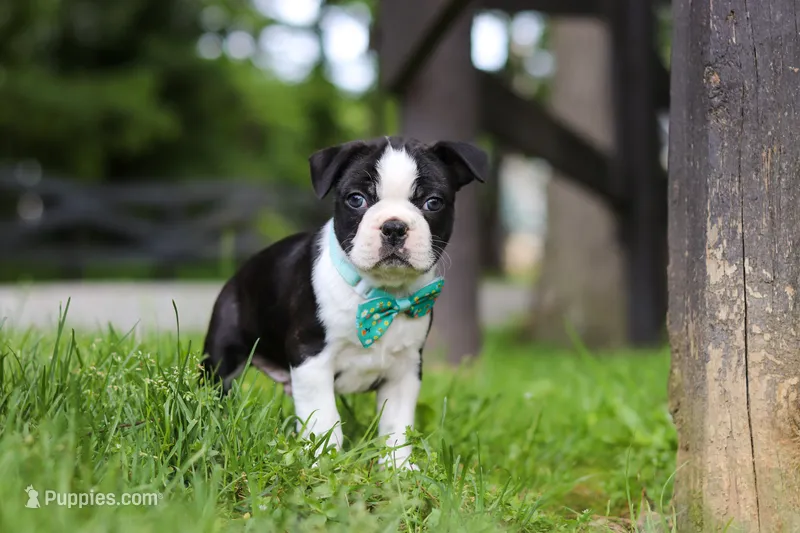 Atlas – Boston Terrier puppy for sale in Apple Creek, OH