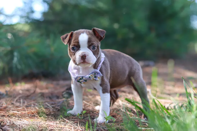 Piper – Boston Terrier puppy for sale in Apple Creek, OH