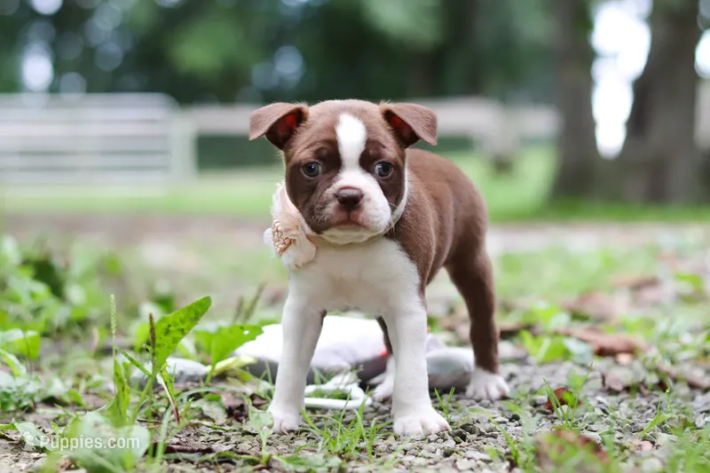 Missy – Boston Terrier puppy for sale in Apple Creek, OH